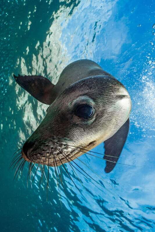 Espiritu Santo Island: Snorkeling Sea Lion Adventure - Authentic Wildlife Encounters