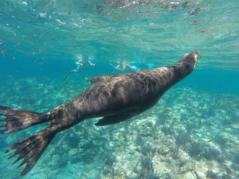 Espiritu Santo Snorkeling and Sea Lion Adventure - Key Points