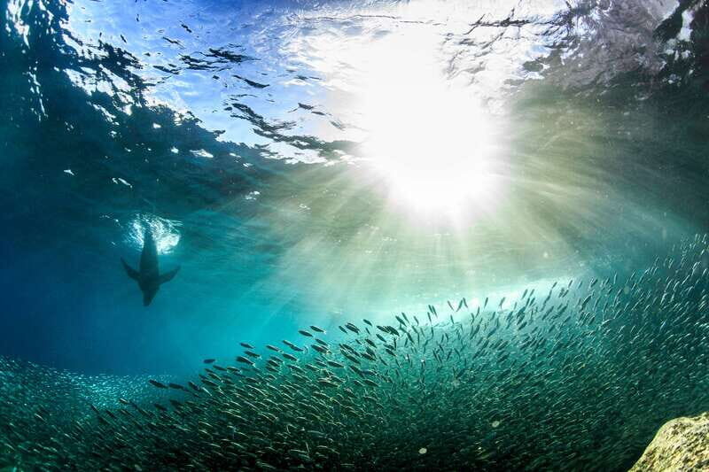 Espiritu Santo Snorkeling and Sea Lion Adventure - The Sum Up