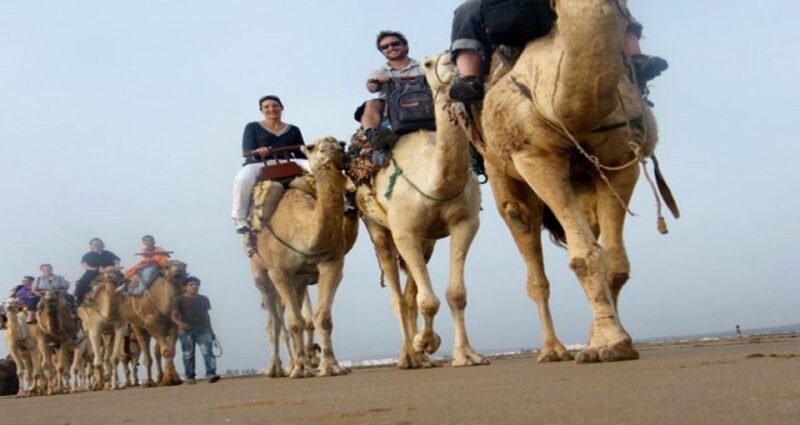 Essaouira: 2-Hour Camel Ride - What to Expect from the 2-Hour Camel Ride