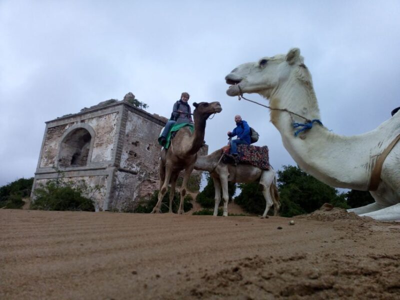 Essaouira: 3-Hour Dromedary Ride and Berber Tent Overnight - Who Will Love This Tour?
