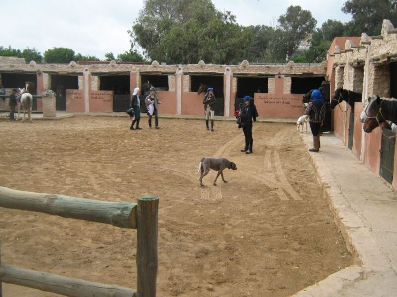 Essaouira: 3-Hour Horseback Ride - Authentic Experiences and Traveler Insights