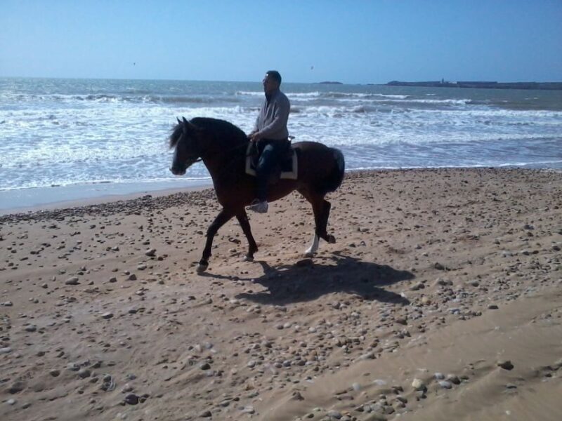 Essaouira: 3-Hour Horseback Ride - Who Will Love This Experience