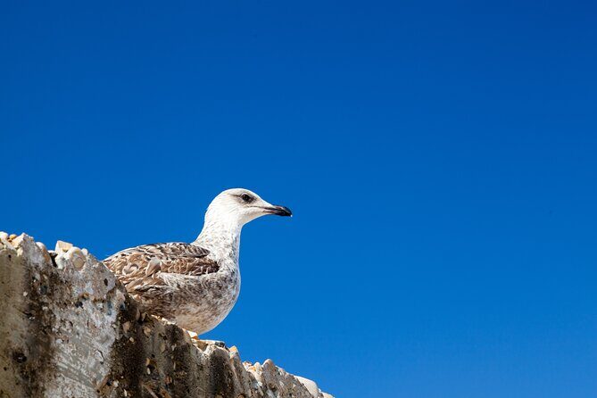 Essaouira Coast Day Trip From Marrakech - The Sum Up: Who Is This Tour Best For?