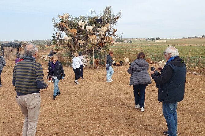 Essaouira day trip from Agadir & Taghazout - The Authentic Experiences and Hidden Gems