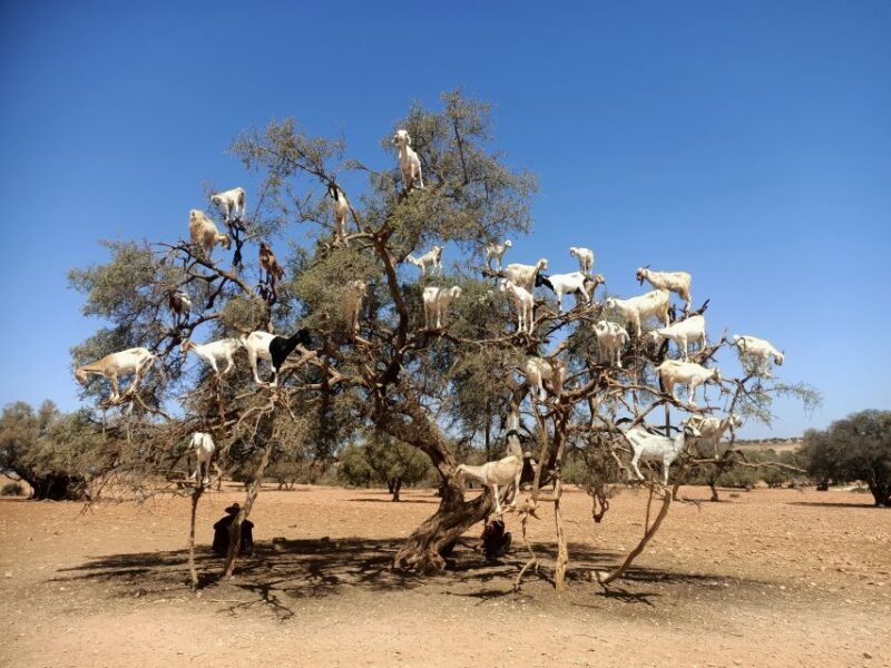 Essaouira Day Trip from Marrakech - The Sum Up