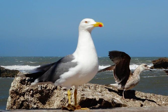 Essaouira Day Trip from Marrakech - A Closer Look at the Itinerary