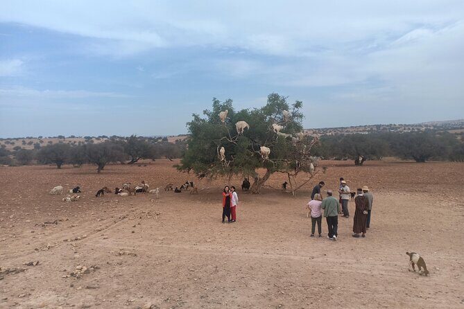 Essaouira Day Trip from Marrakech - Who Should Consider This Tour?