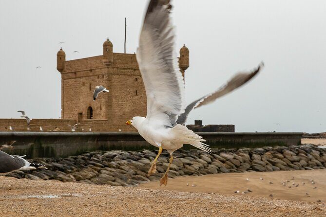 Essaouira Day Trip from Marrakech - The Itinerary in Detail