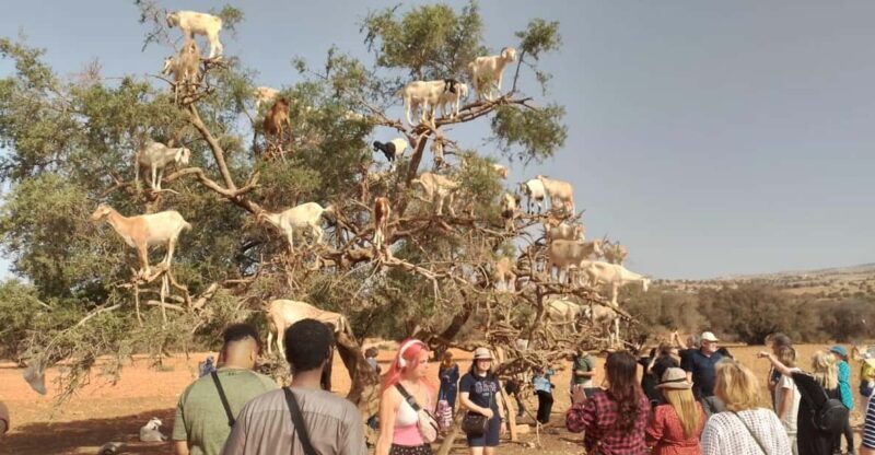 Essaouira Day Trip from Marrakech _ medina, old port - Key Points