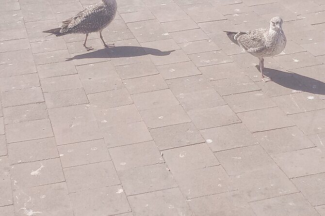 Essaouira day trip shared group - Practical Tips for Travelers