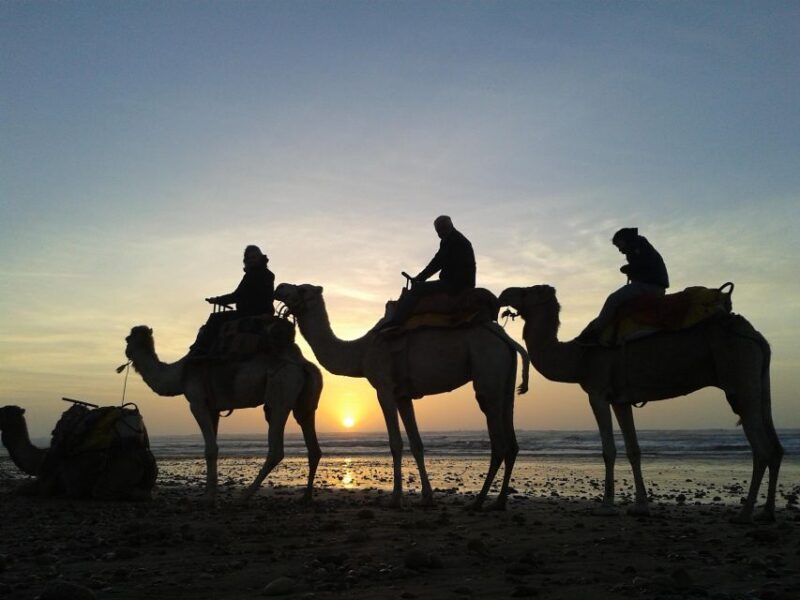Essaouira: Guided 2h Dromedary Riding with sunset - The Sum Up
