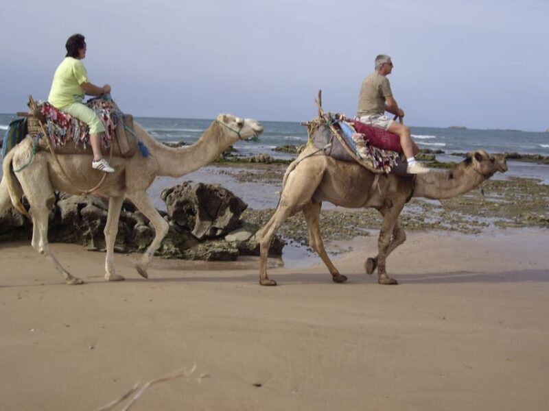 Essaouira: Guided Dromedary Riding Tour - Key Points
