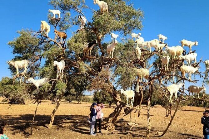 Essaouira : One Day Private Tour From Marrakech - Arrival in Essaouira: Themed by Its Medina and Coastal Charm