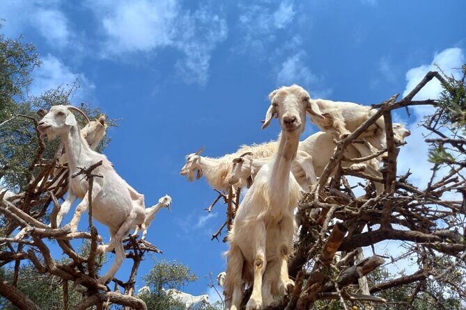 Essaouira One Day Trip From Marrakech - The Detailed Experience of the Essaouira Day Trip