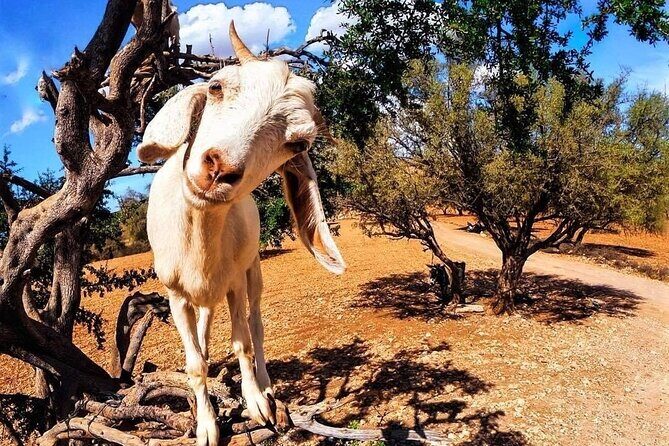 Essaouira Private Full-Day Trip from Marrakech (All-inclusive) - Practical Details and Value