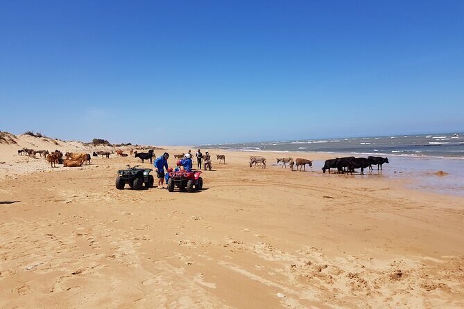Essaouira: Quad ride / family & friends (free transfer) - FAQ