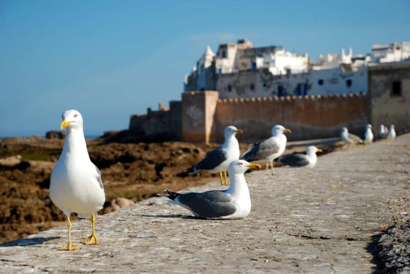Essaouira: The City That's Always With You Tour - Practical Details and Value