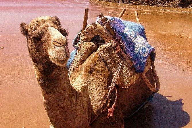 Essaouira Tour from Marrakech shared small-group - The Value of This Tour: Who Is It Best For?