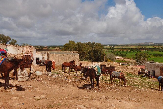 Essaouira Tour - Half day visit to berber market - What to Expect from Each Part of the Tour