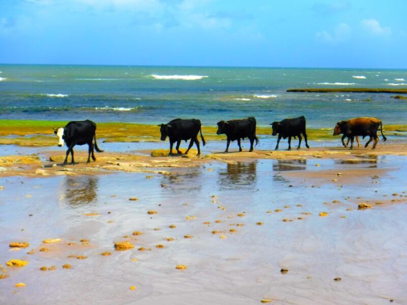 Essaouria: Beach & Big Dunes 2-Hour Quad Biking Tour - Review Snippets That Stick Out