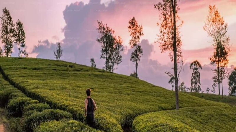 Essence of Sri Lanka: 12 Days of Culture, Nature & Adventure - Exploring the Itinerary: A Detailed Breakdown