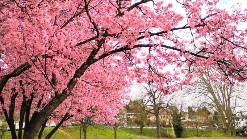 esslingen-self-guided-tour-to-the-castle