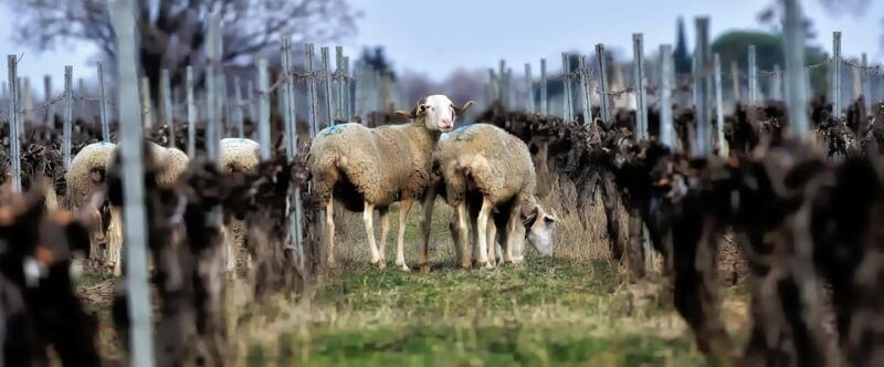 estate-tour-and-tasting