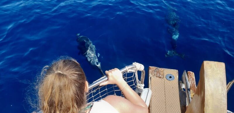 estepona-dolphin-search-boat-trip-with-drink-and-snacks