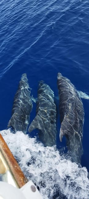 estepona-dolphin-search-boat-trip-with-drink-and-snacks