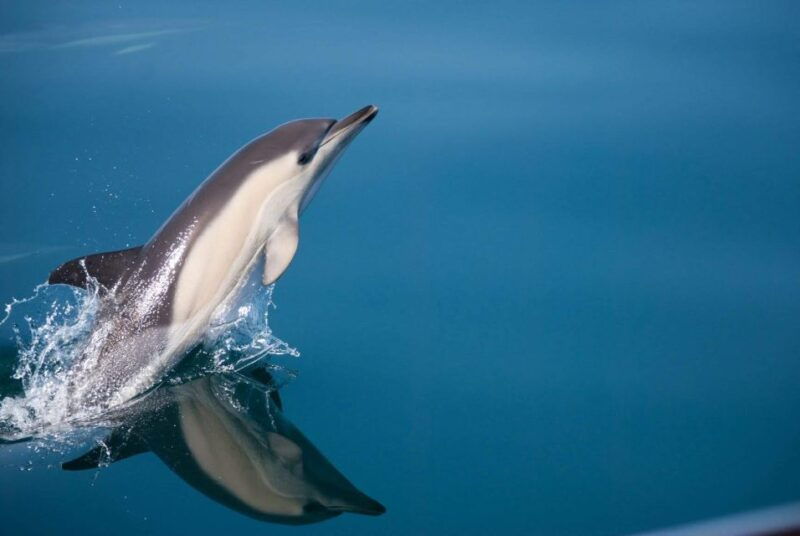 estepona-dolphin-watching-sailboat-cruise-with-drink