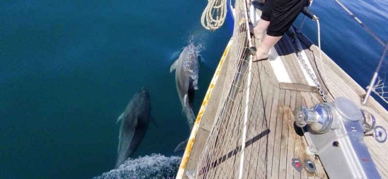 estepona-dolphin-watching-sailboat-cruise-with-drink