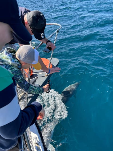 estepona-dolphins-searching-sea-cruise-with-drink-snacks