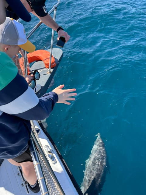 estepona-dolphins-searching-sea-cruise-with-drink-snacks