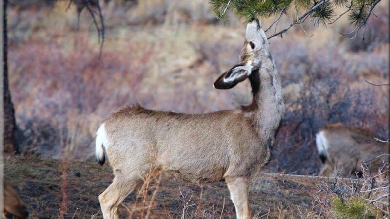 Estes Park: Bear Lake Corridor Tour - Exploring the Estes Park: Bear Lake Corridor Tour in Detail