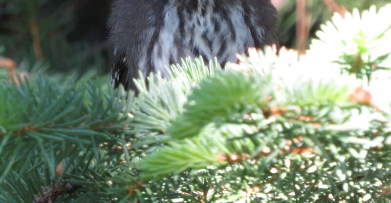 Estes Park: Birds of Colorado Speaker Series - What to Expect from the Experience