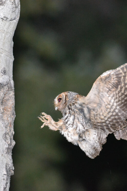 Estes Park: Birds of Colorado Speaker Series - Meeting Point and Accessibility