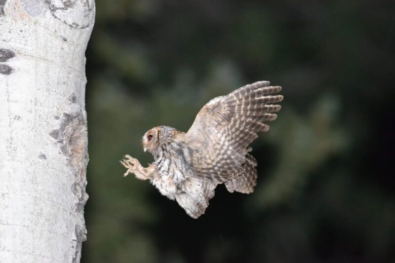 Estes Park: Birds of Colorado Speaker Series - Final Thoughts