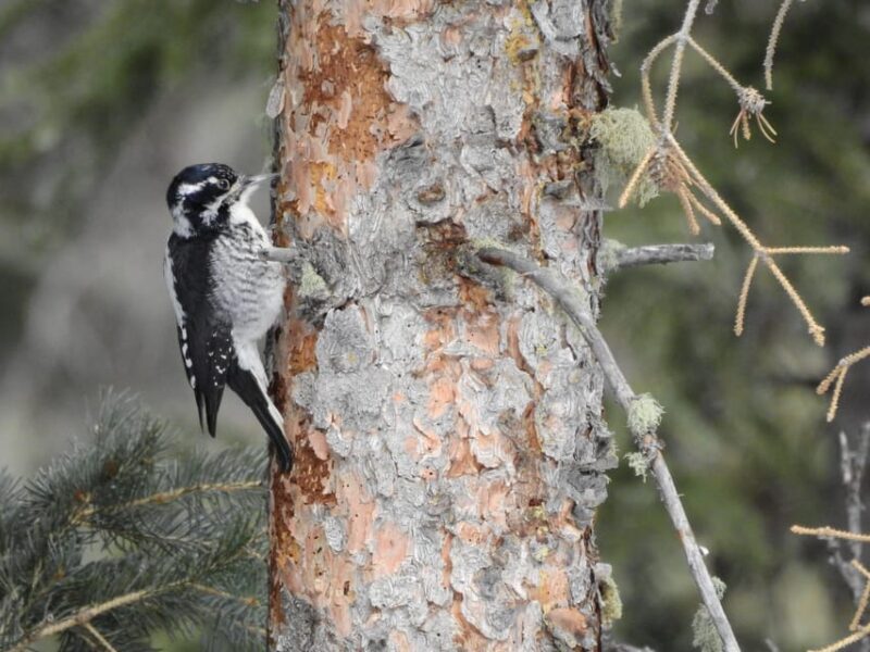 Estes Park: Birds of Colorado Speaker Series - FAQs