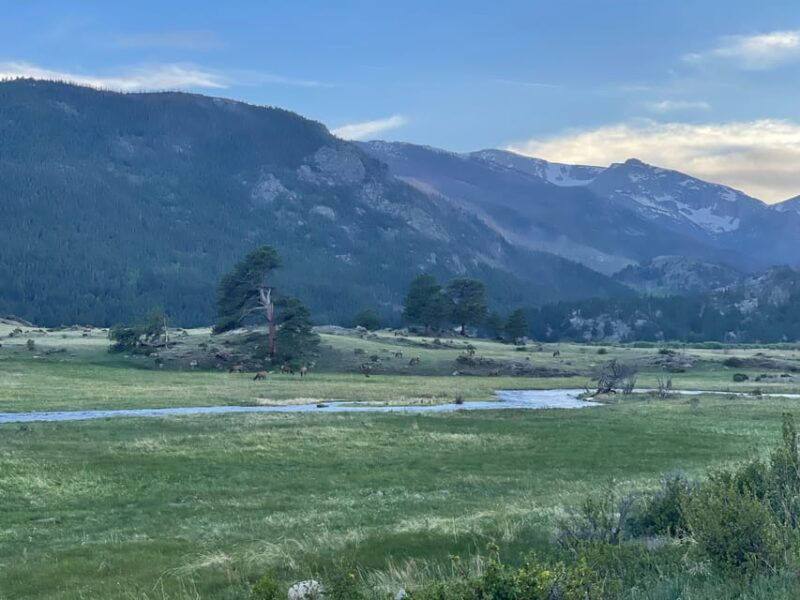 estes-park-guided-sunset-elk-mating-ritual-tour