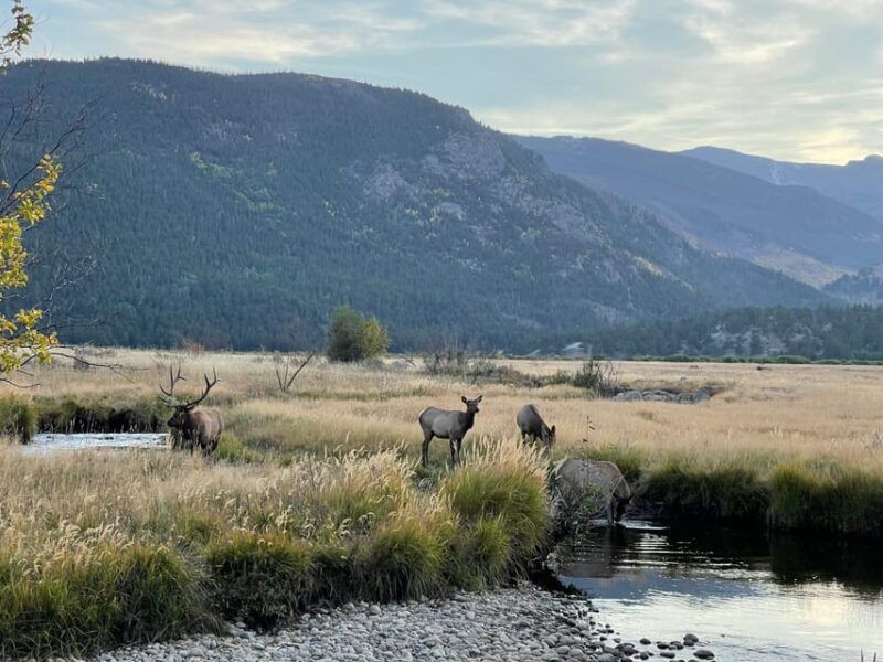 estes-park-guided-sunset-elk-mating-ritual-tour