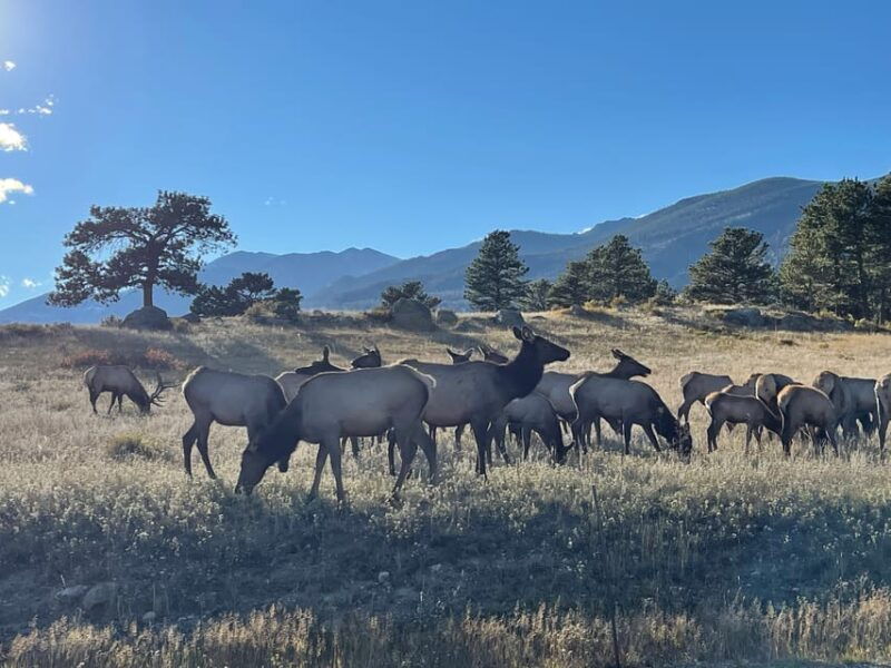 estes-park-guided-sunset-elk-mating-ritual-tour