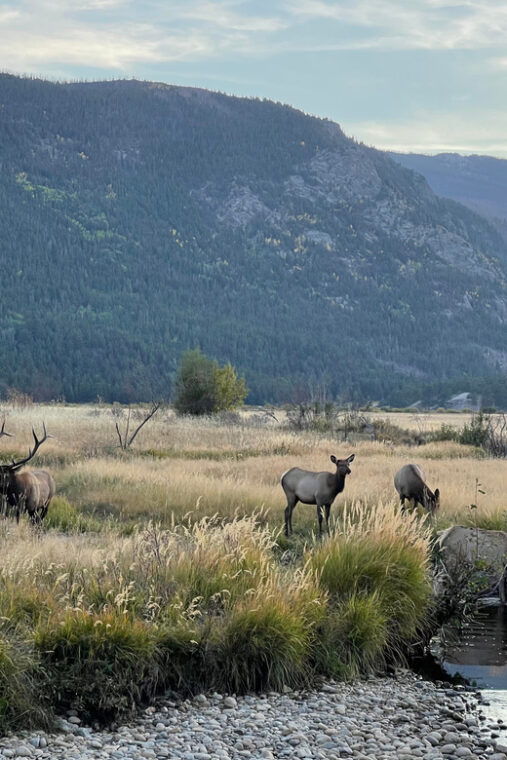 estes-park-guided-sunset-elk-mating-ritual-tour