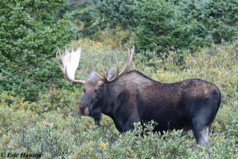 estes-park-rocky-mountain-national-park-safari-tour-2