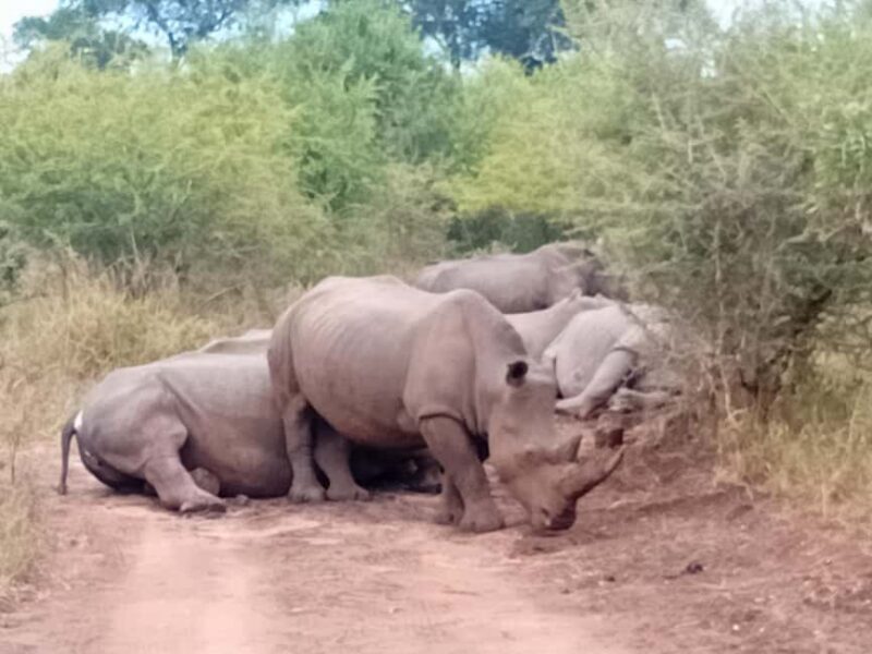 Eswatini: Rhino Walk in Hlane Royal National Park - Key Points