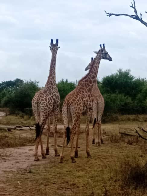 Eswatini: Rhino Walk in Hlane Royal National Park - Introduction to the Experience