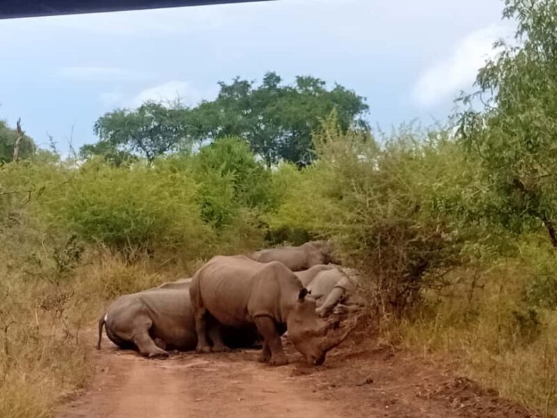 Eswatini: Rhino Walk in Hlane Royal National Park - Deep Dive into What Makes This Tour Special
