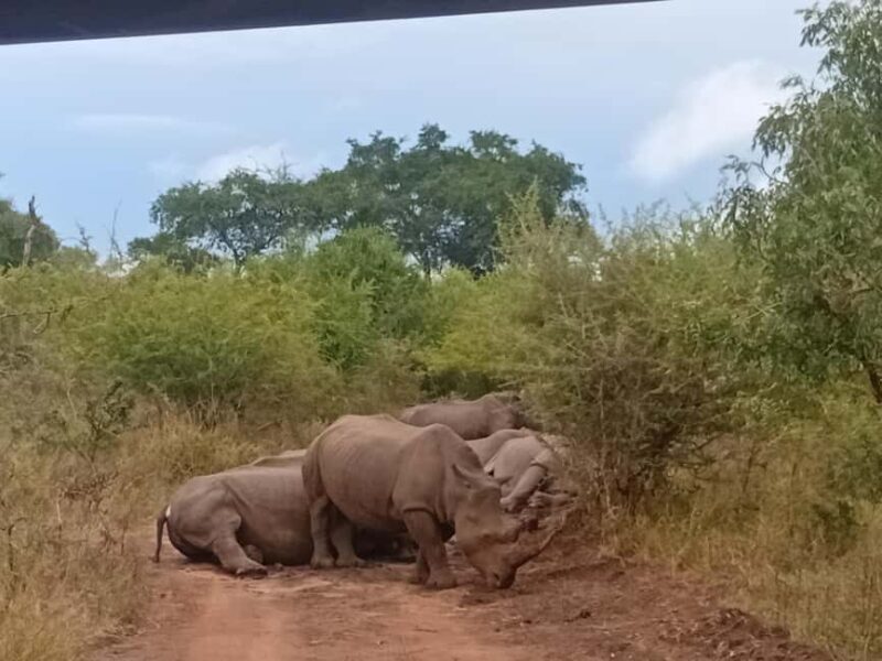 Eswatini: Rhino Walk in Hlane Royal National Park - FAQs
