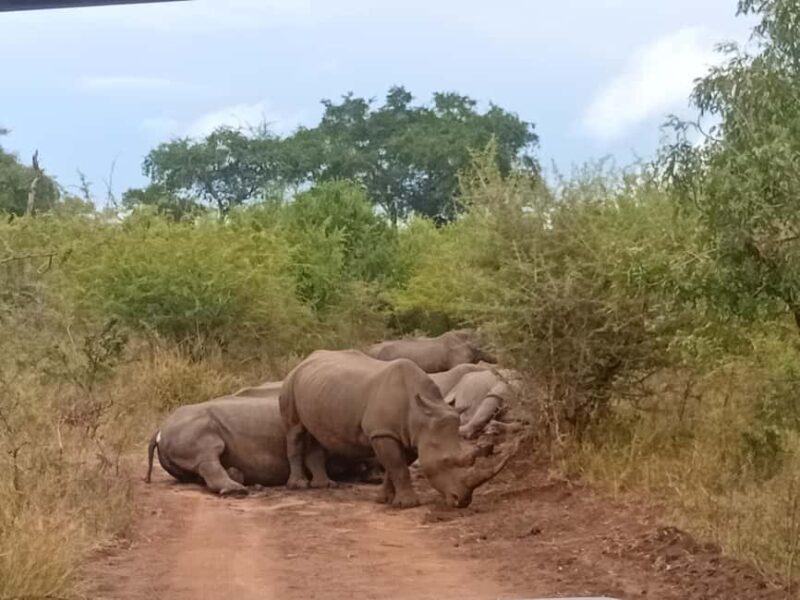 Eswatini: Rhino Walk in Hlane Royal National Park - Final Thoughts