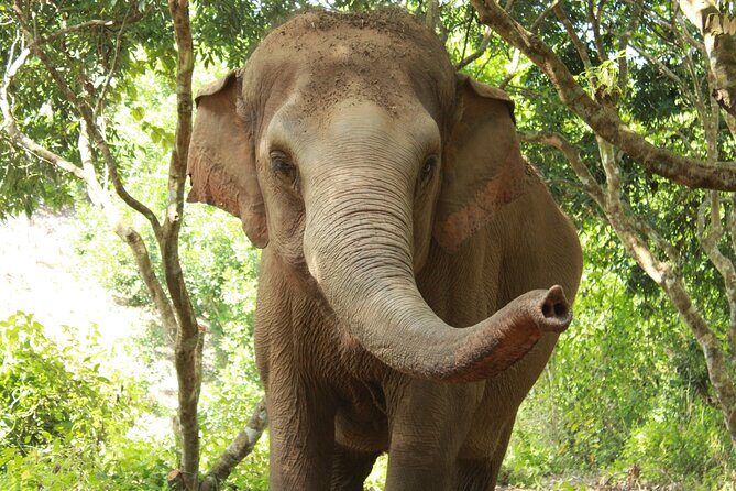 Ethical Elephant Observation by Samui Elephant Sanctuary - Key Points